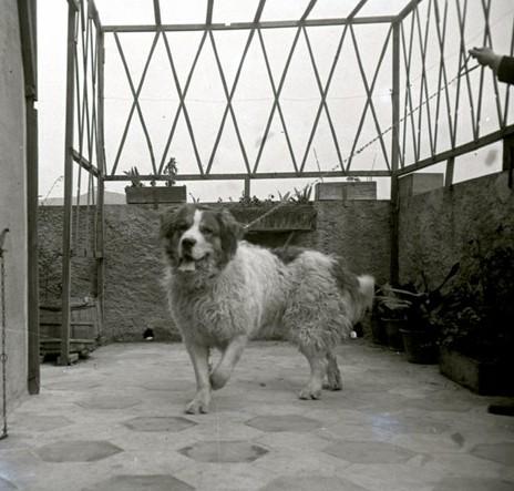 Il cane Tom (San Bernardo) legato