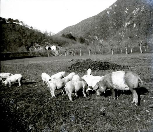 Ferrania. Maiali al pascolo (taglio)