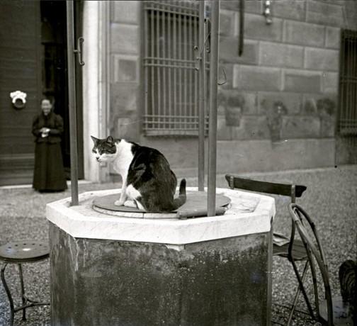 Gatto su un pozzo (taglio)