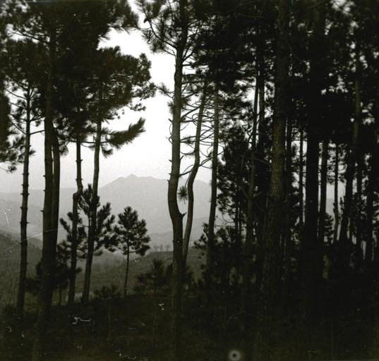 Voltri - pineta di Crevari