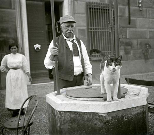 Gatto su un pozzo (taglio)