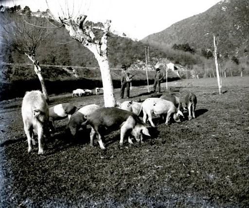 Ferrania. Maiali al pascolo (taglio)