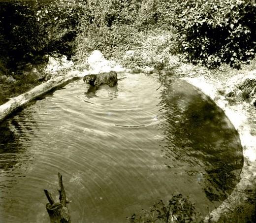 Lion nel Lago, fuori acqua (taglio)
