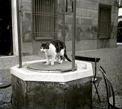 Gatto su un pozzo (taglio)