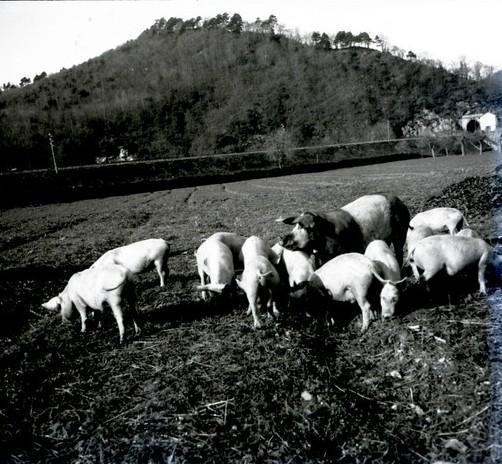 Ferrania. Maiali al pascolo (taglio)
