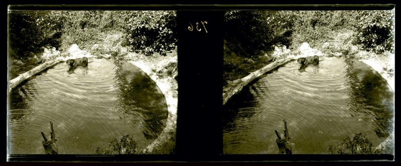 Lion nel Lago, fuori acqua (originale)