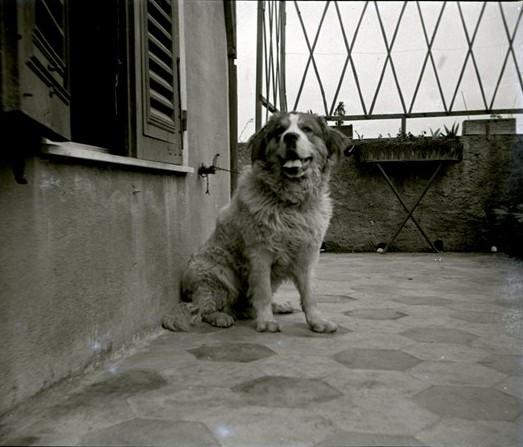 Il cane Tom (San Bernardo) legato