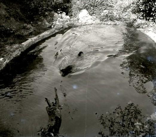 Lion nel lago, in acqua (taglio)