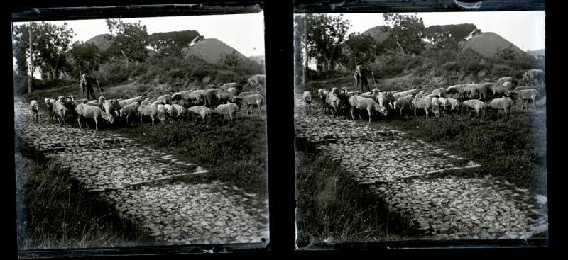 Branco di pecore a Bavari (originale)