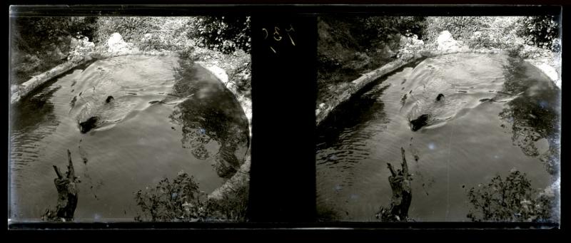 Lion nel lago, in acqua (originale)