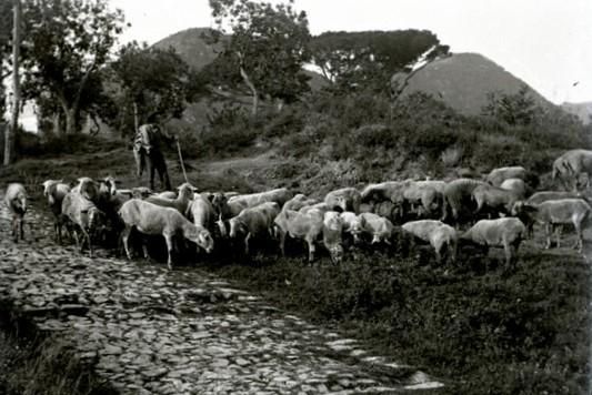 Branco di pecore a Bavari (taglio)
