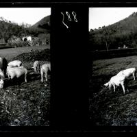 Ferrania. Maiali al pascolo (originale)
