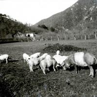 Ferrania. Maiali al pascolo (taglio)