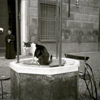 Gatto su un pozzo (taglio)