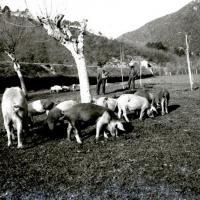 Ferrania. Maiali al pascolo (taglio)