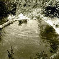 Lion nel Lago, fuori acqua (taglio)