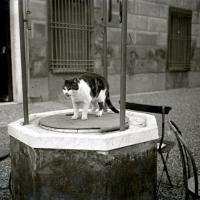 Gatto su un pozzo (taglio)