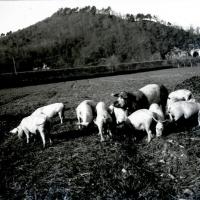 Ferrania. Maiali al pascolo (taglio)