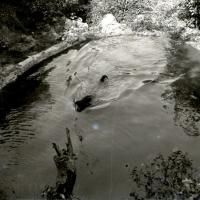 Lion nel lago, in acqua (taglio)