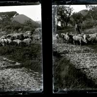 Branco di pecore a Bavari (originale)