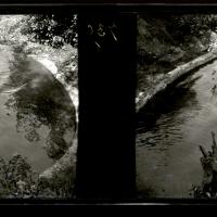 Lion nel lago, in acqua (originale)